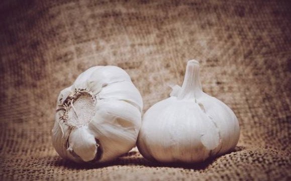 garlic attribute