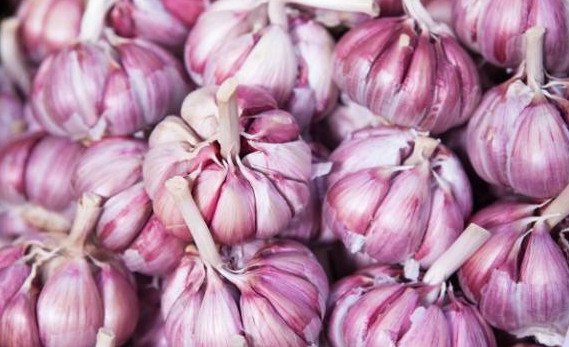 garlic attribute