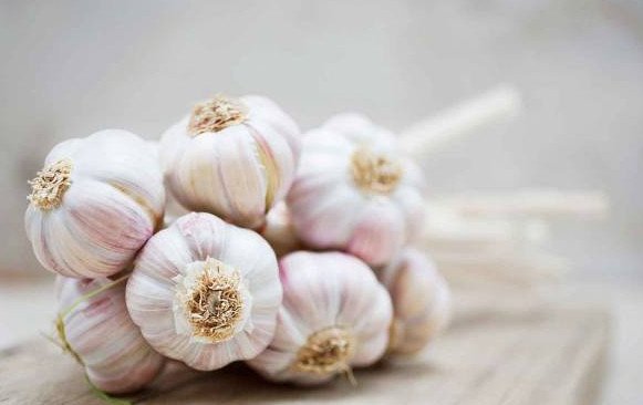 All About the Properties and Benefits of Garlic: A Comprehensive Review