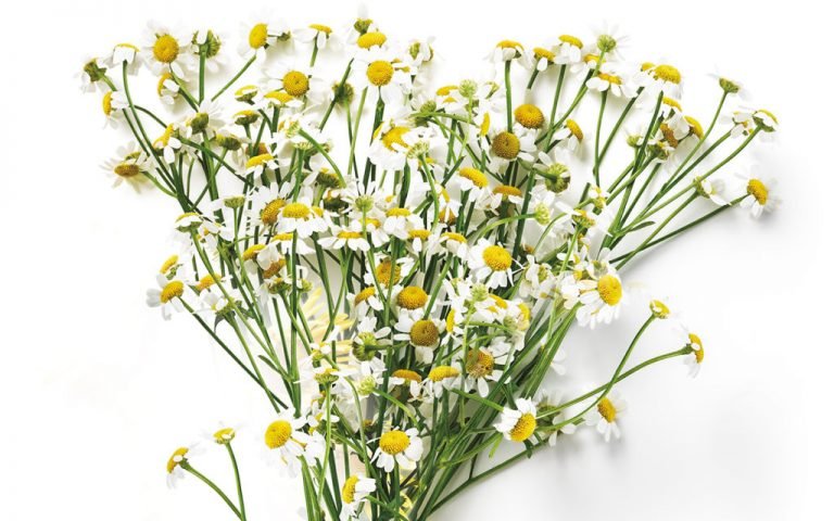 Chamomile Tea Benefits for Skin: A Natural Elixir for Radiant Complexion