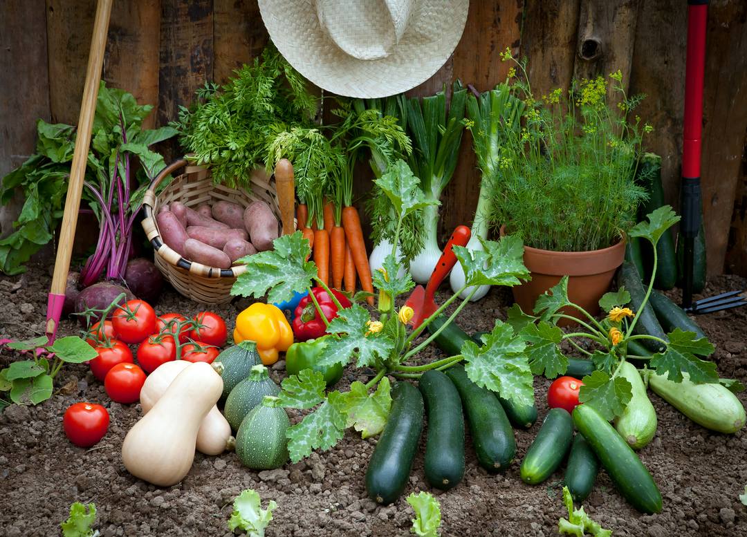 best plants to grow on apartment balcony