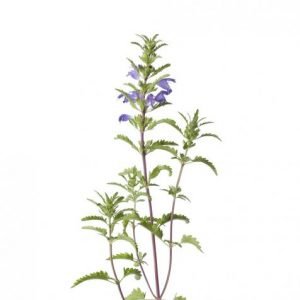Best medicinal herbs to grow indoors