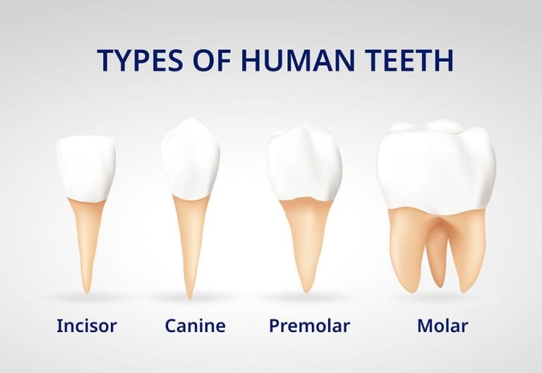Anatomía dental, enfermedades y tratamientos para los dientes
