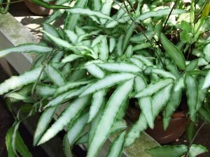 The best plant for air purifier at home and work
