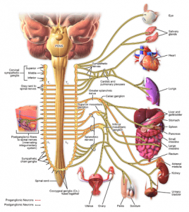 What is the hormone norepinephrine that is so important?