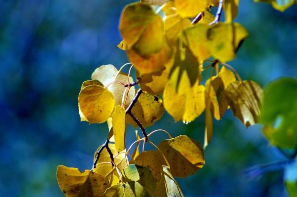 What causes yellowing leaves of plants? Why do plant leaves turn yellow?