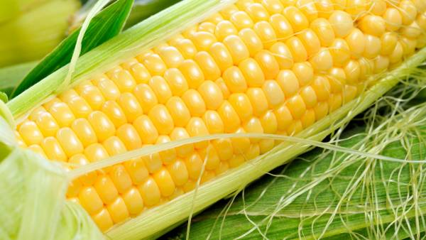 Properties of corn: from improving hair growth to preventing cancer