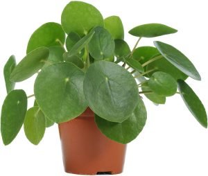 30 rare and beautiful houseplants with easy maintenance