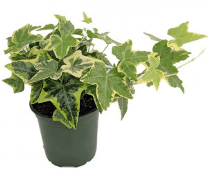 The best plant for air purifier at home and work