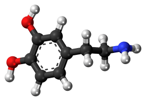 What is the hormone norepinephrine that is so important?