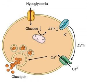 How can I prevent diabetes naturally