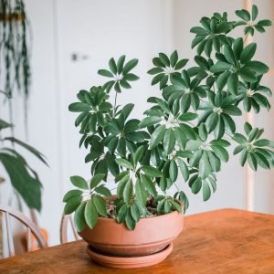 30 rare and beautiful houseplants with easy maintenance