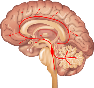 What is the hormone norepinephrine that is so important?