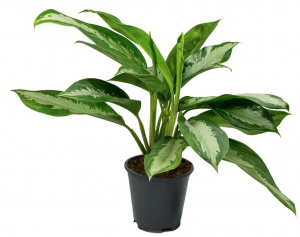 The best plant for air purifier at home and work