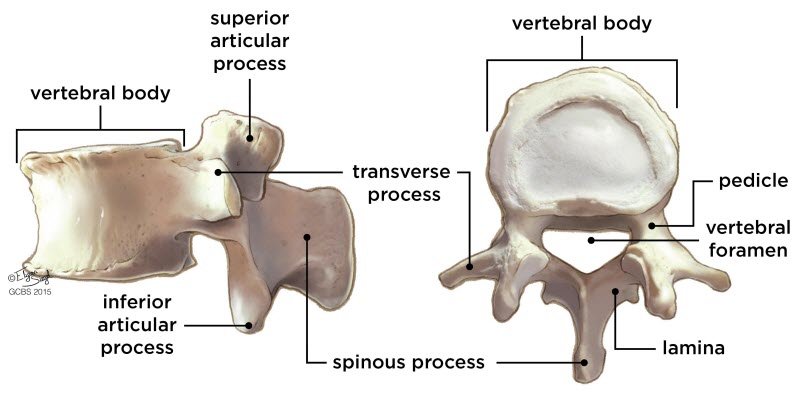 What are the types of Low back pain? List of types and treatment