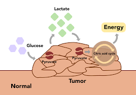 Cancer : Everything about cancer + video