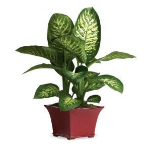 30 rare and beautiful houseplants with easy maintenance