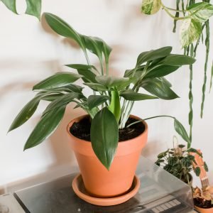 30 rare and beautiful houseplants with easy maintenance