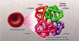 Thalassemia; Evaluation of symptoms, causes, and treatment methods