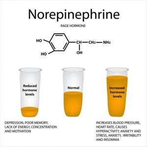 What is the hormone norepinephrine that is so important?