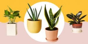 The best plant for air purifier at home and work