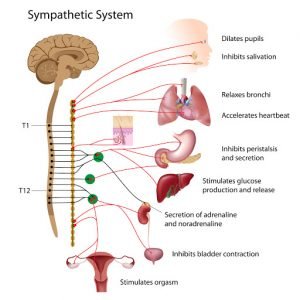 What is the hormone norepinephrine that is so important?