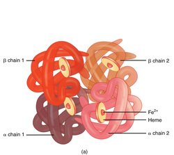 Thalassemia; Evaluation of symptoms, causes, and treatment methods