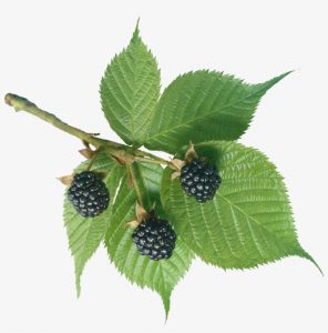 Properties of blackberry leaf and its benefits for beauty