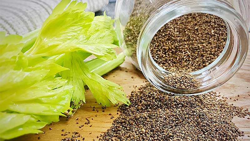 properties, benefits, and side effects of celery seeds