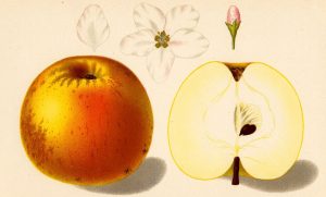 Properties of apple seed oil for health and beauty