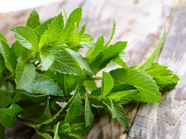 Do you know about the 40 healing properties of Mint vegetable?