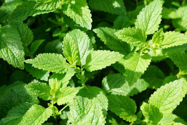 Do you know about the 40 healing properties of Mint vegetable?