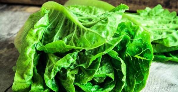 Learn more about the benefits and properties of lettuce