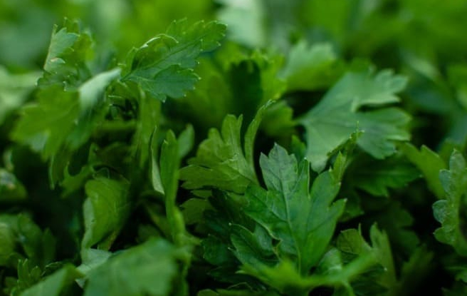 Review of the benefits and properties of parsley