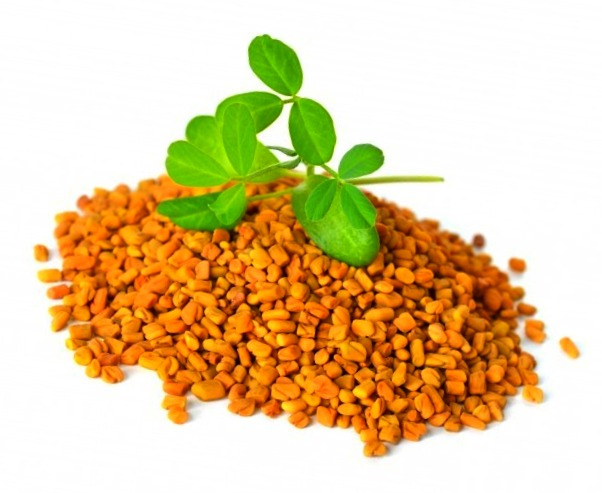 Familiarity with 38 properties and benefits of fenugreek seeds for body health