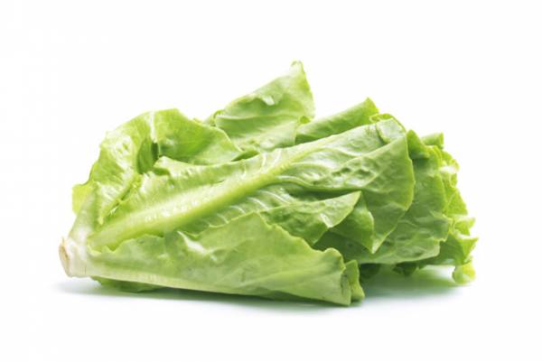 Learn more about the benefits and properties of lettuce