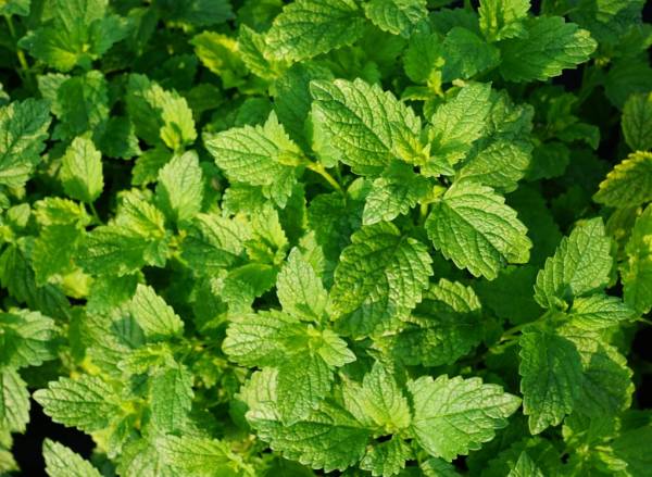 Do you know about the 40 healing properties of Mint vegetable?