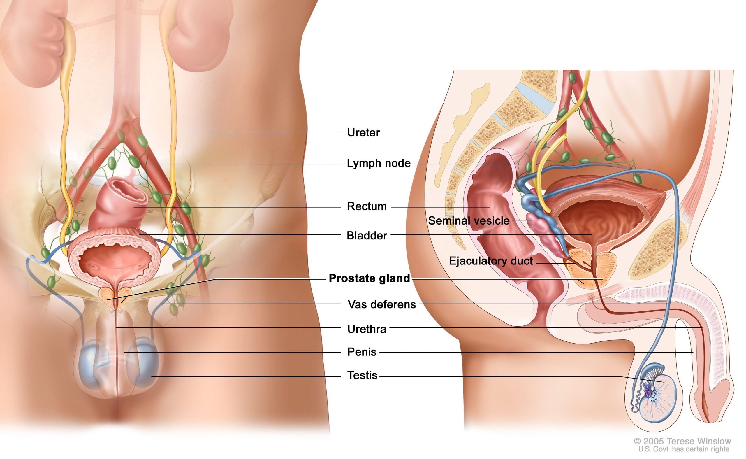 Do you know what prostate cancer is and how it is treated?