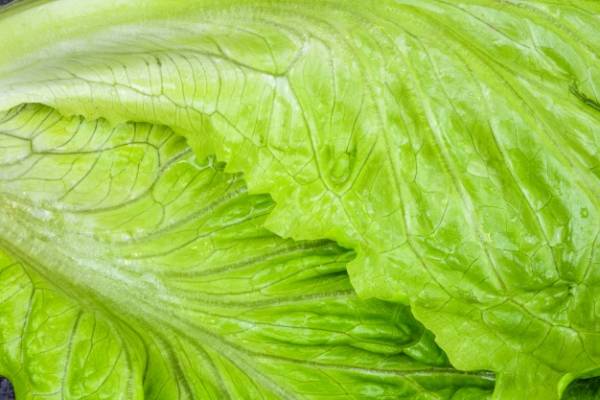Learn more about the benefits and properties of lettuce