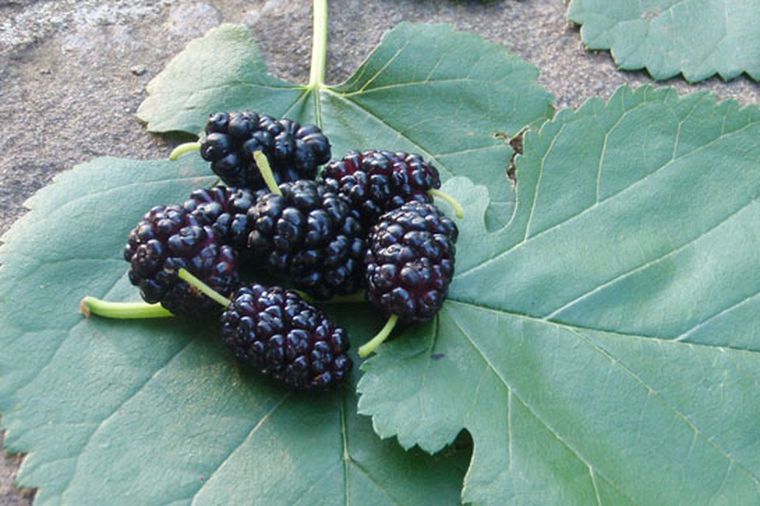 Properties of blackberry leaf and its benefits for beauty 2024 GreenBHL