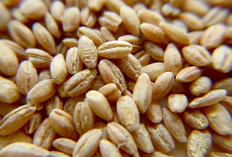 Properties and benefits of barley for health and disease treatment