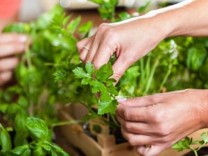 Review of the benefits and properties of parsley