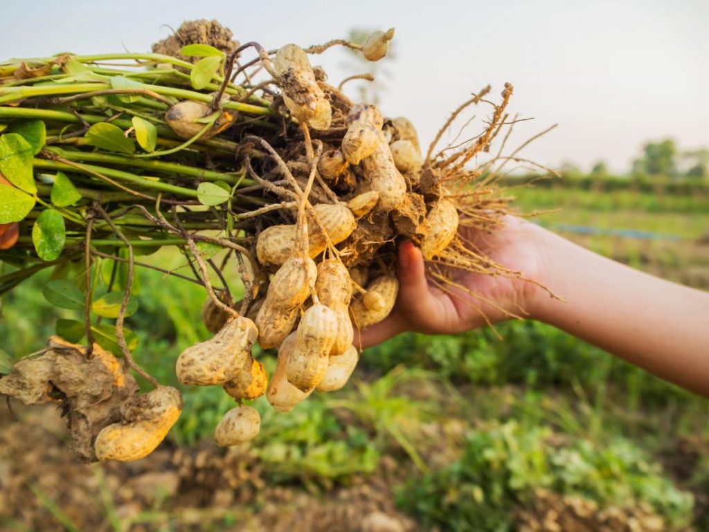 all-the-properties-benefits-and-harms-of-peanuts