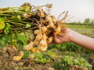 All the properties, benefits, and harms of peanuts