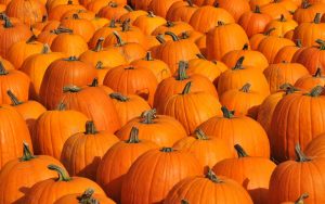 Properties and benefits of pumpkin for skin, hair, and health