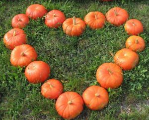 Properties and benefits of pumpkin for skin, hair, and health