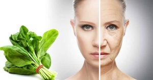 Properties and benefits of spinach for skin, hair and treatment of diseases