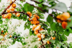 Properties of apricot and all the positive effects of this summer fruit