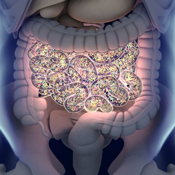 The most important symptoms of an unhealthy gut