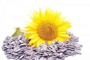 Beneficial benefits and properties of sunflower seeds